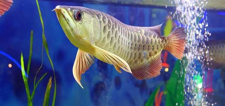 انواع ماهی آروانا