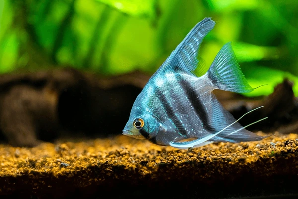 portrait-zebra-angelfish-tank-fish