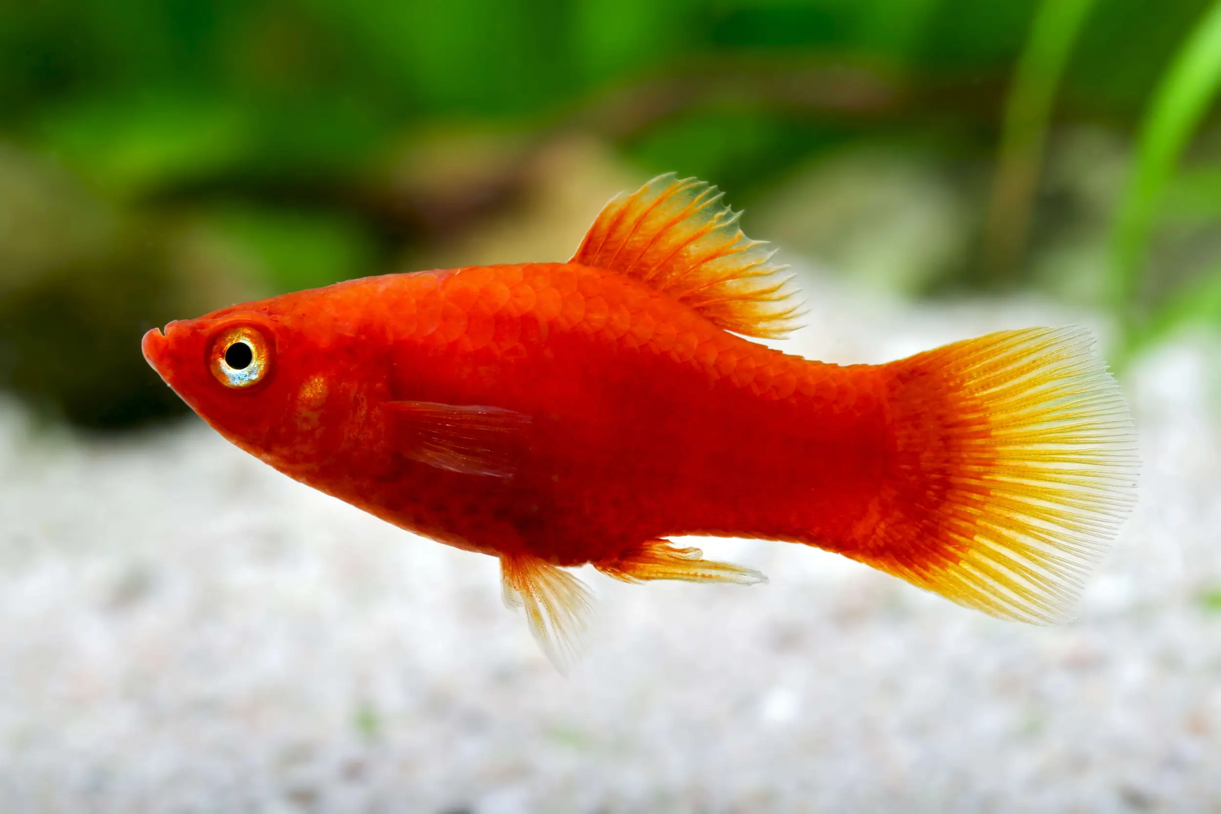 platy fish