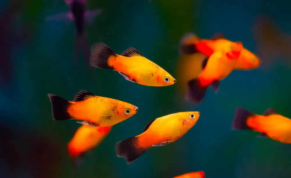 tuxedo_platy 