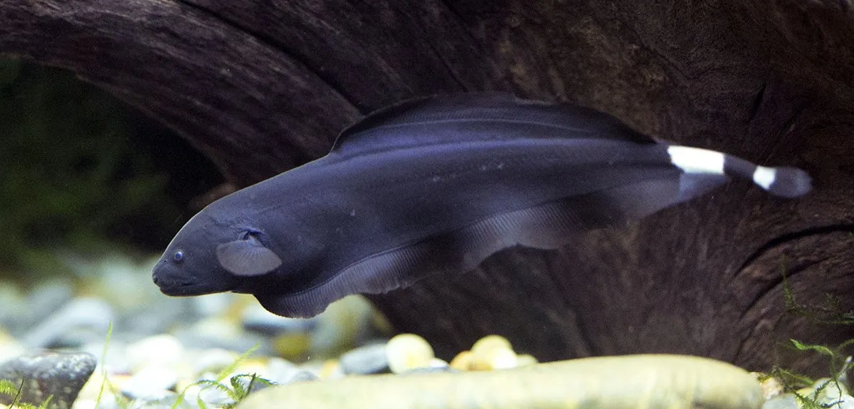 black ghost knifefish