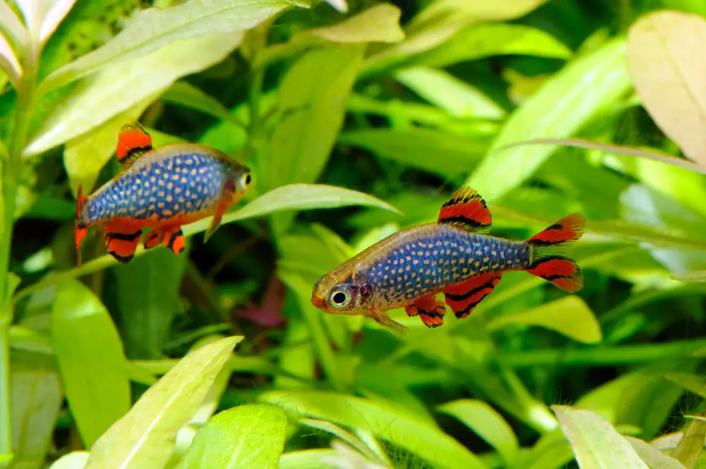 Rasbora_galaxy