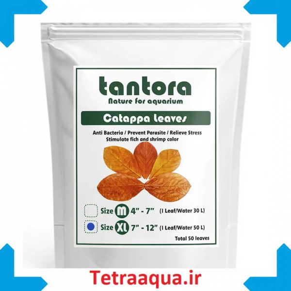 برگ کاتاپا تایلندی