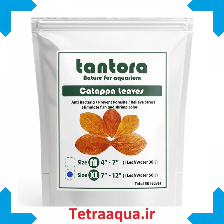 برگ کاتاپا تایلندی برگ کاتاپا تایلندی