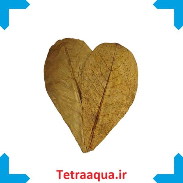 عکس برگ کاتاپا تایلندی