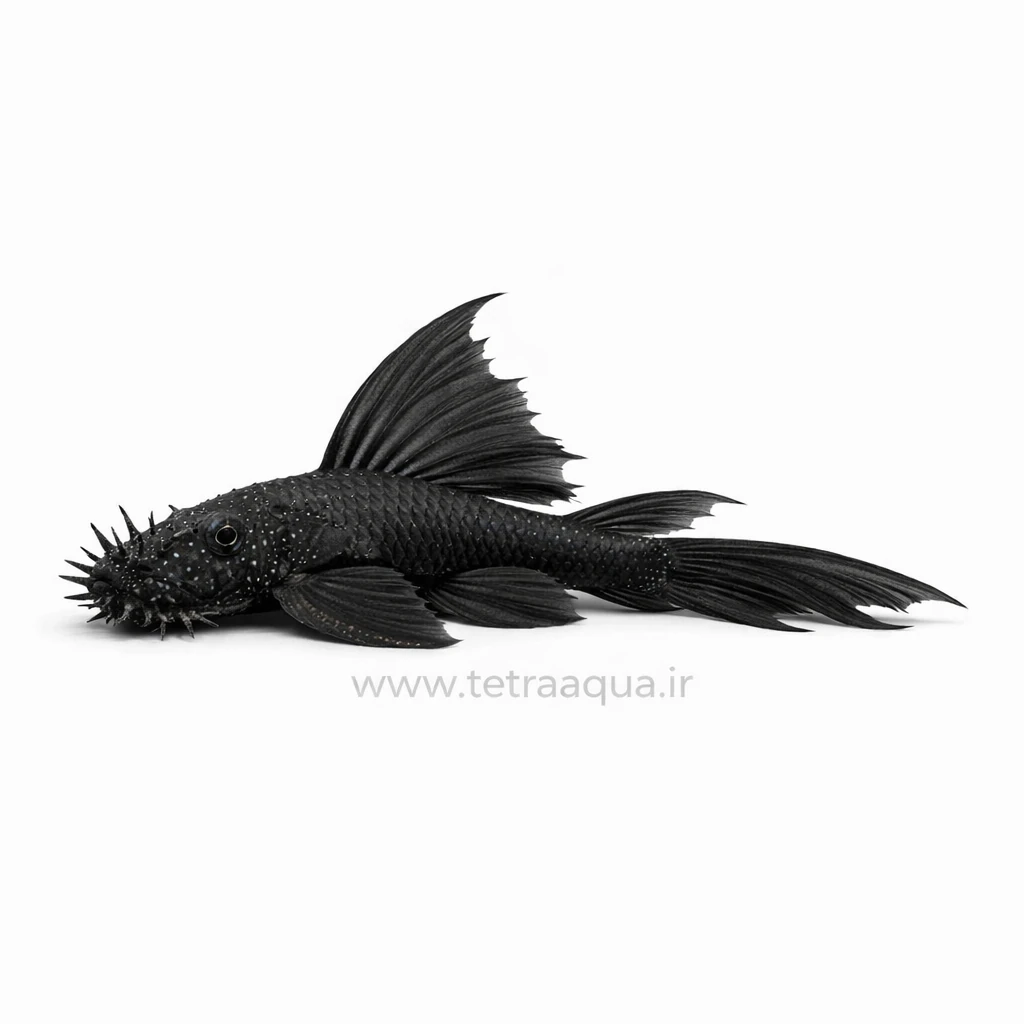 bristle nose pleco