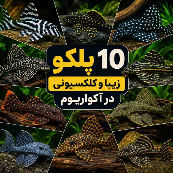 ۱۰ پلکو زیبا و کلکسیونی برای آکواریوم
