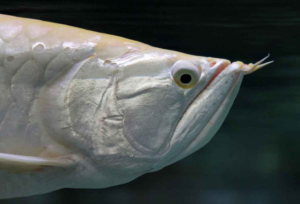 انواع ماهی آروانا