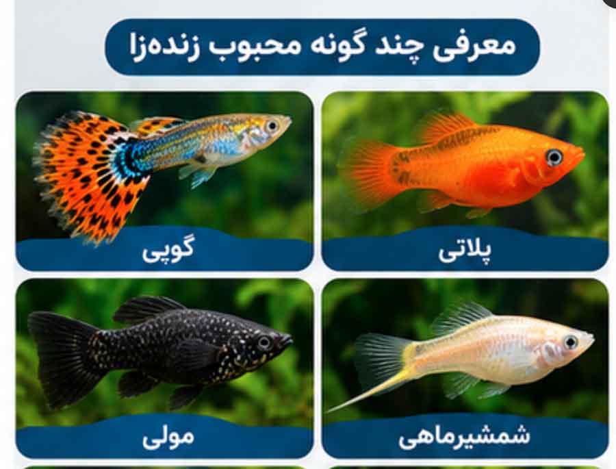 ماهیهای زندهزا