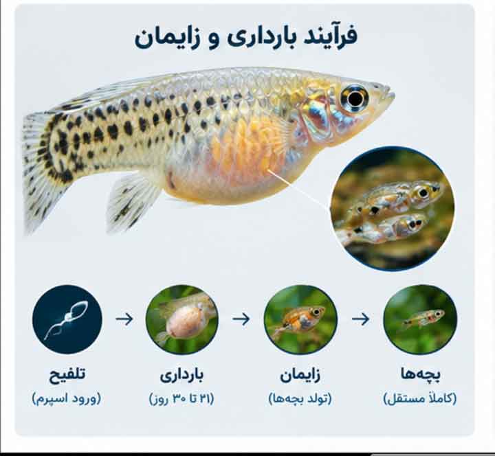 ماهیهای زندهزا