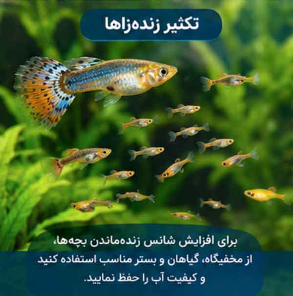 ماهیهای زندهزا