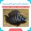 ماهی کالووس سیاه